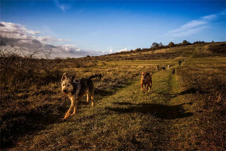 Tylosin for Dogs and Cats: Vet-Approved Guide to This Powerful Antibiotic