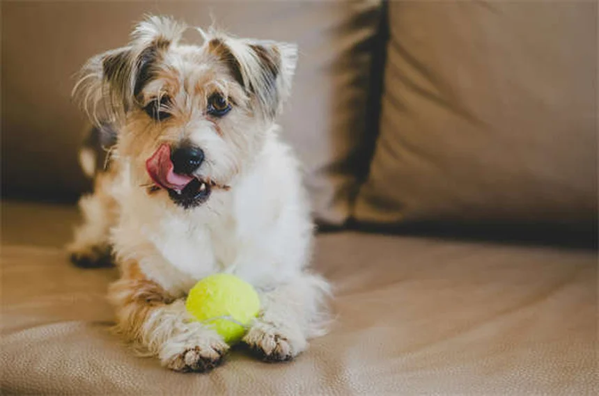 子犬の社会化トレーニング成功法｜3ヶ月から始める最適な時期とコツ