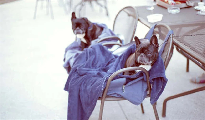 猫にCBDオイルを与える前に知るべき7つのポイント【獣医師監修】