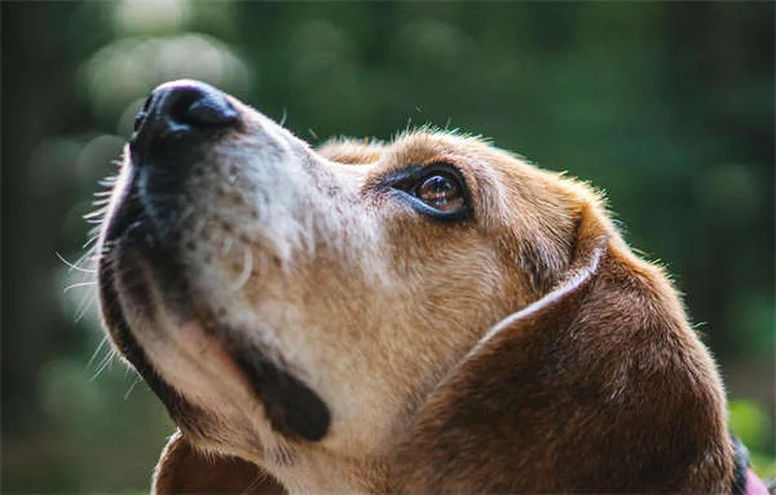 子犬の社会化トレーニング成功法｜3ヶ月から始める最適な時期とコツ