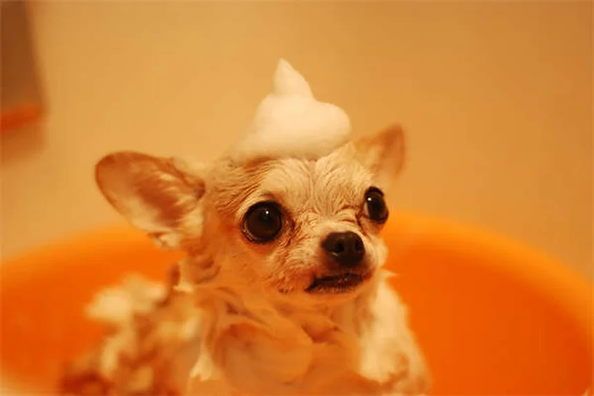 子犬の社会化トレーニング成功法｜3ヶ月から始める最適な時期とコツ