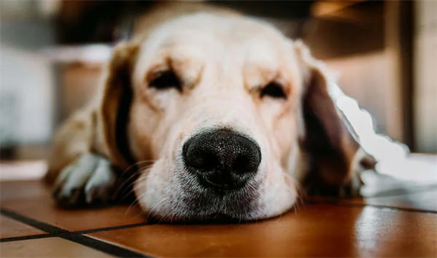 子犬の社会化トレーニング成功法｜3ヶ月から始める最適な時期とコツ